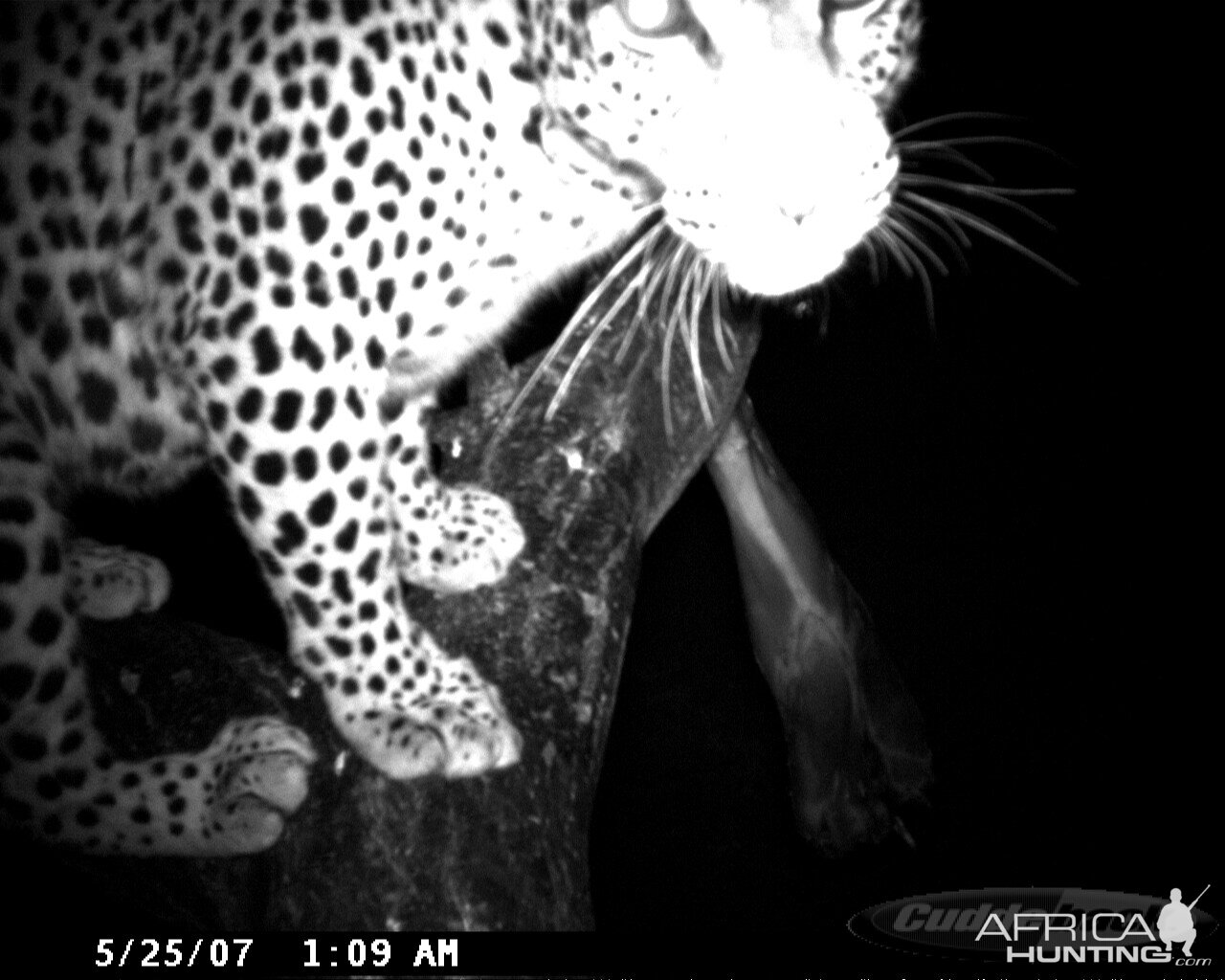 Leopard on Bait in Namibia