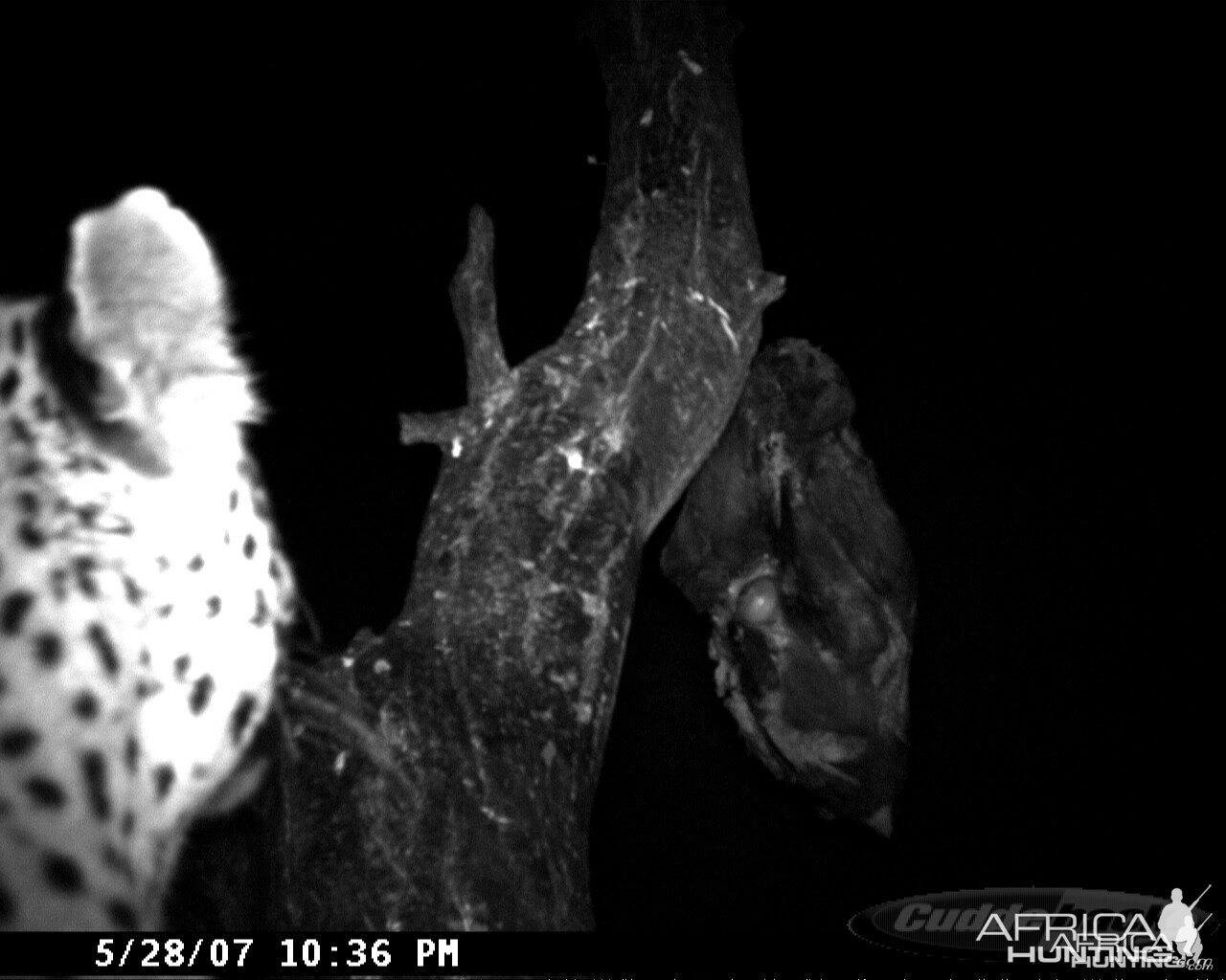 Leopard on Bait in Namibia