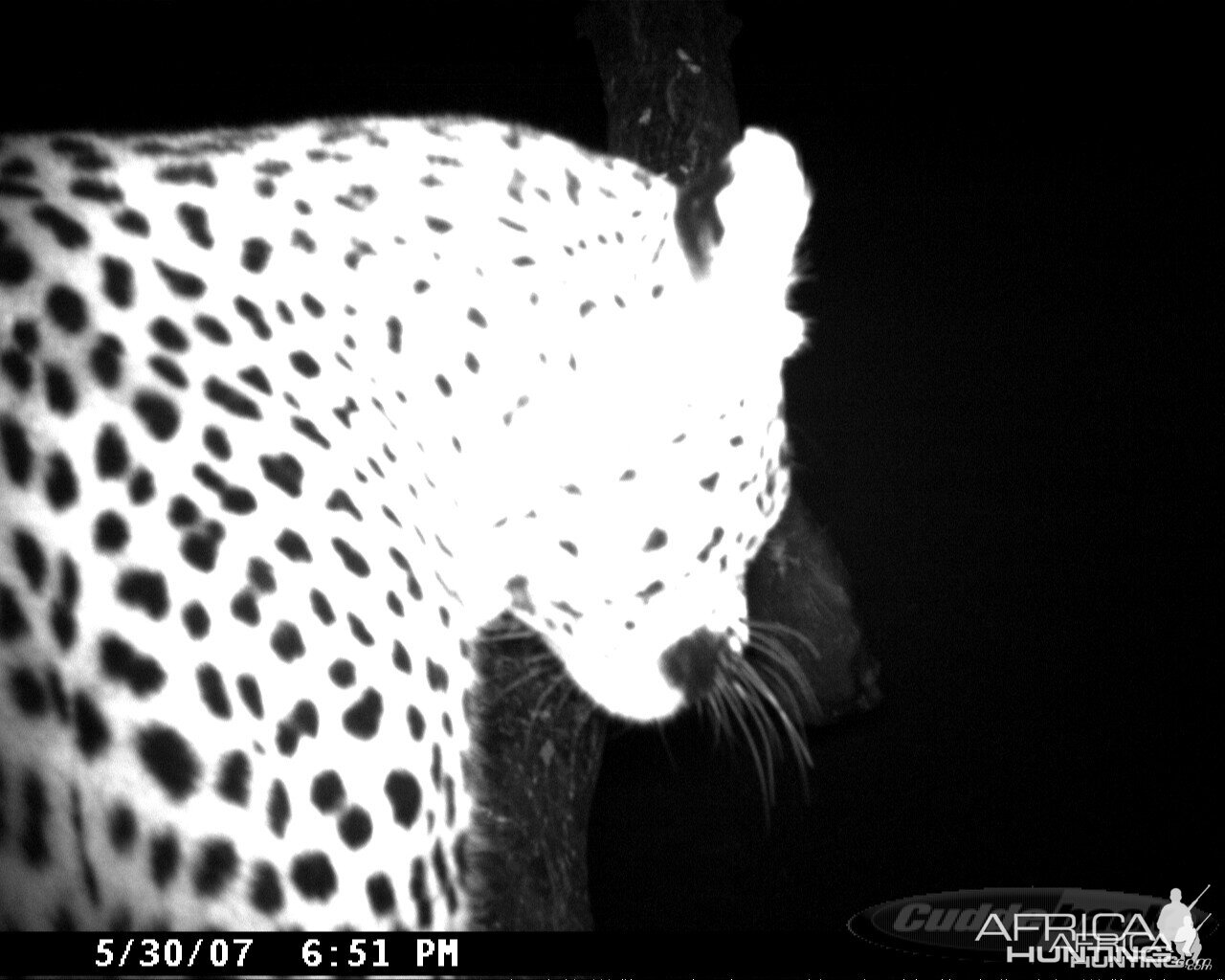 Leopard on Bait in Namibia