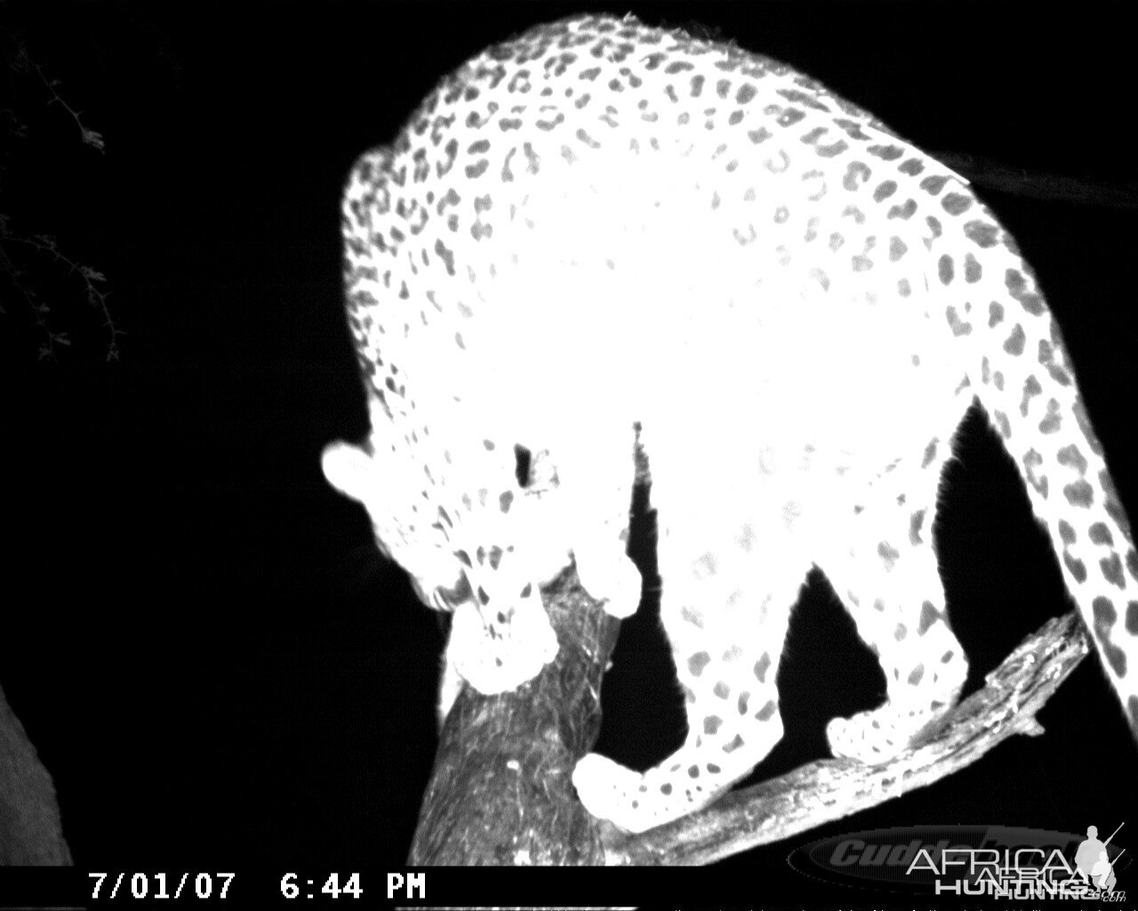 Leopard on Bait in Namibia