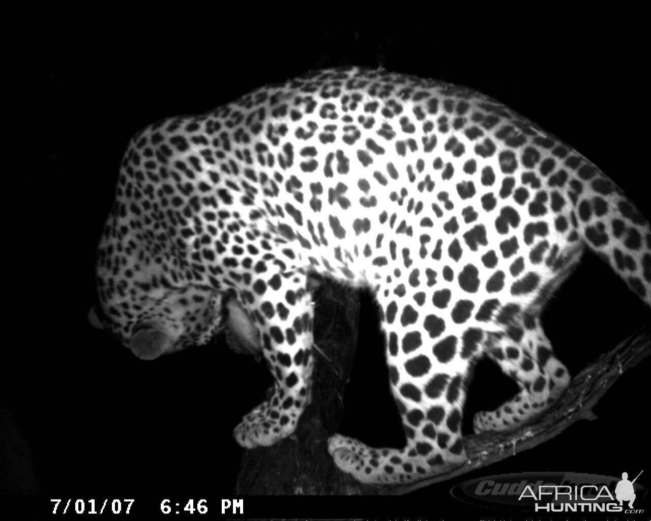 Leopard on Bait in Namibia