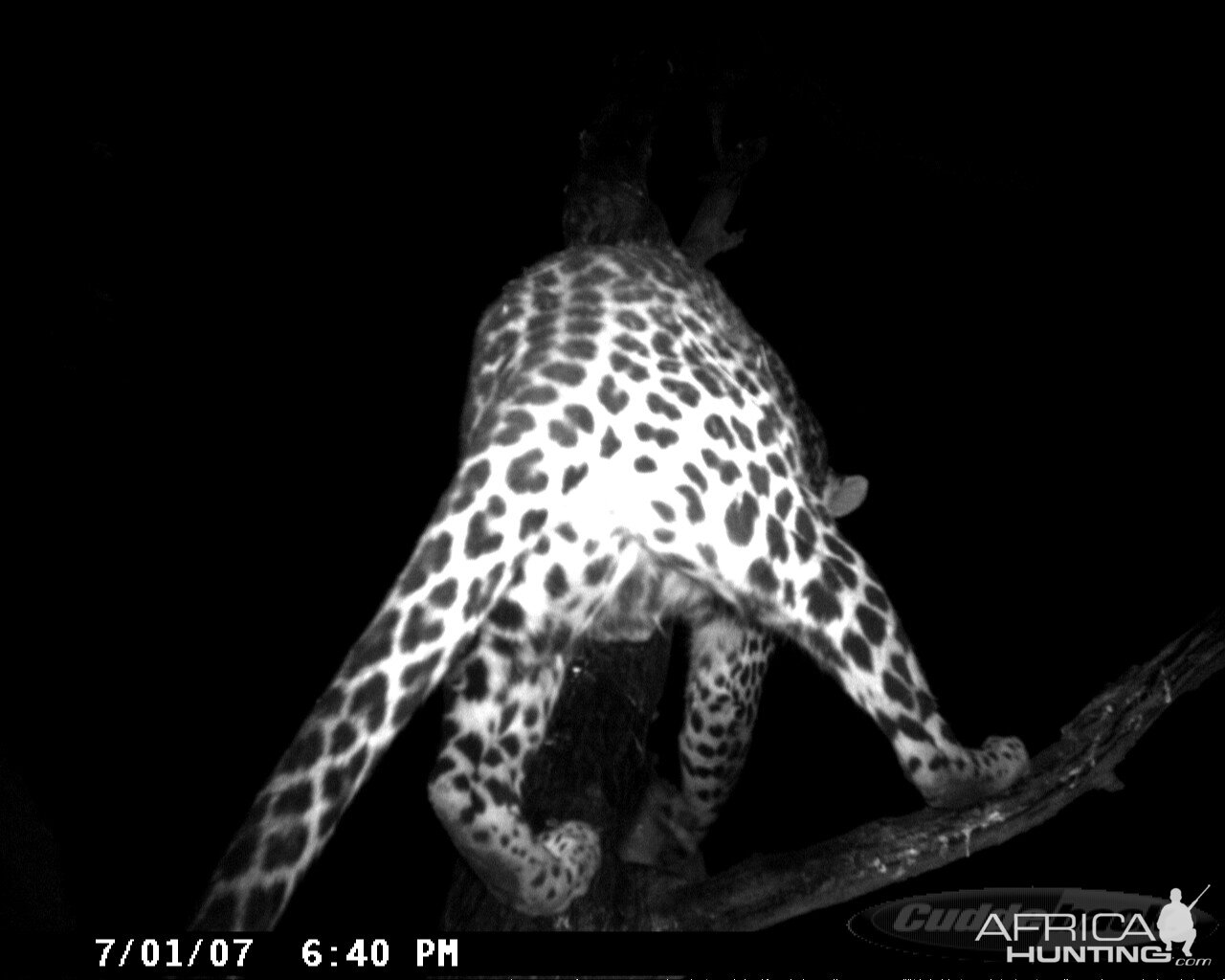 Leopard on Bait in Namibia