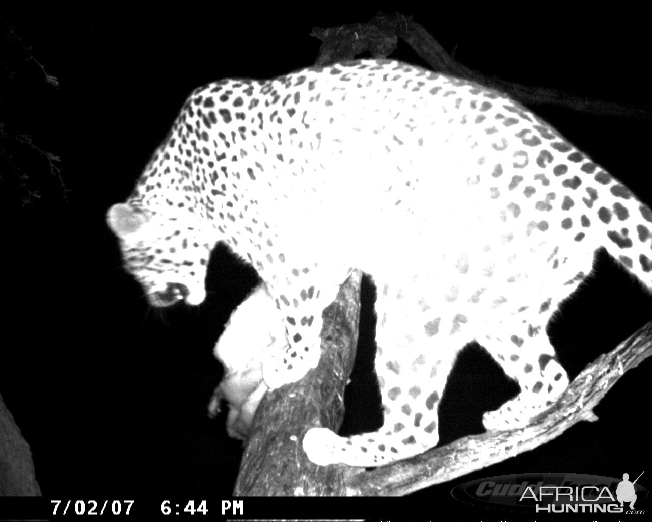 Leopard on Bait in Namibia