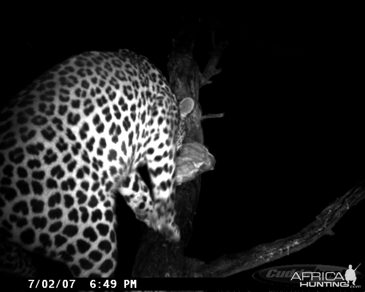 Leopard on Bait in Namibia