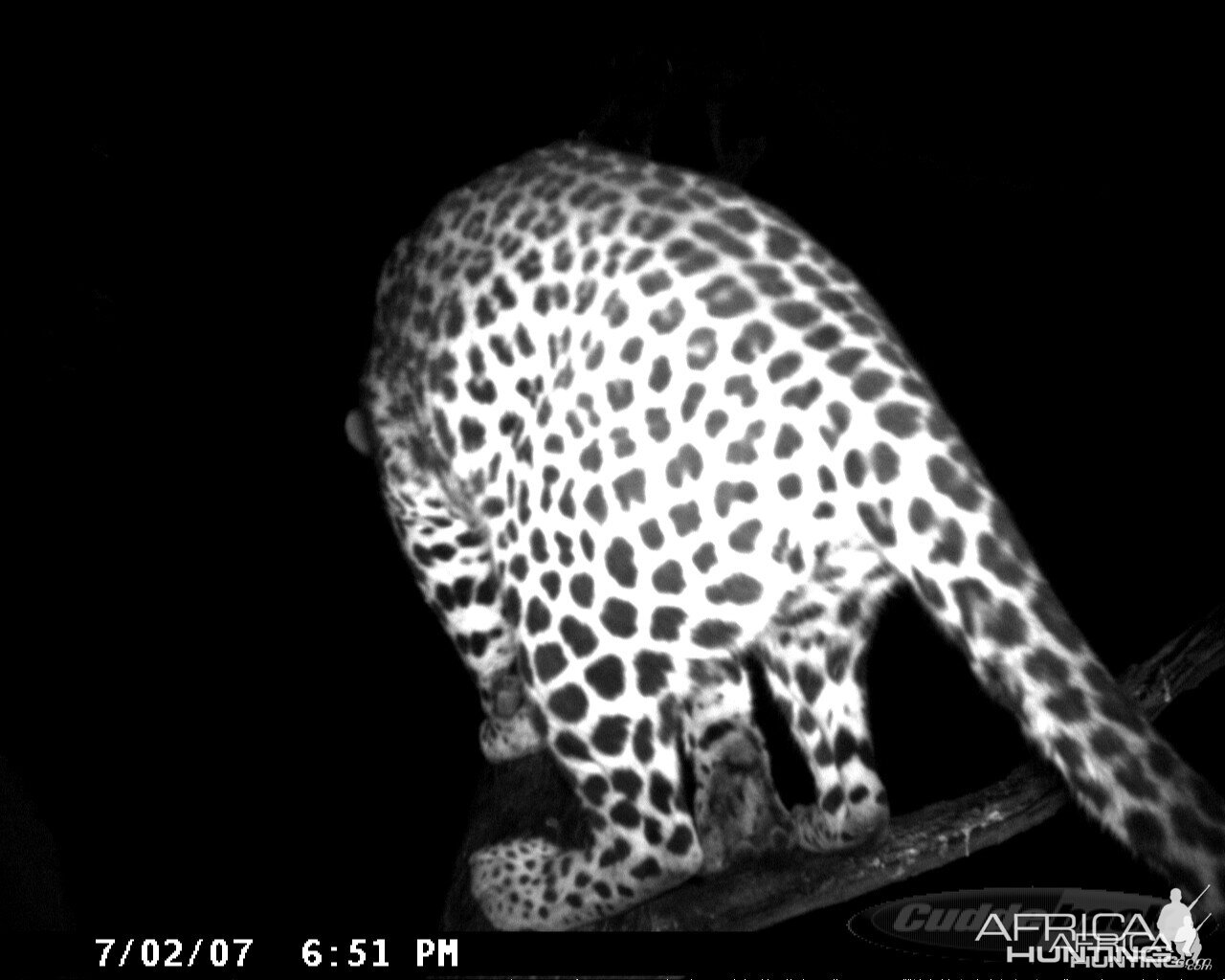 Leopard on Bait in Namibia