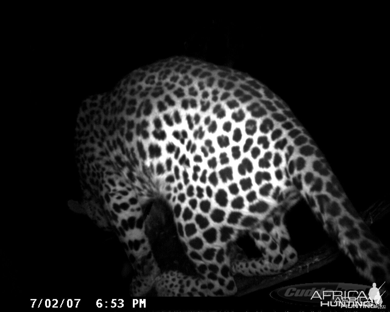 Leopard on Bait in Namibia