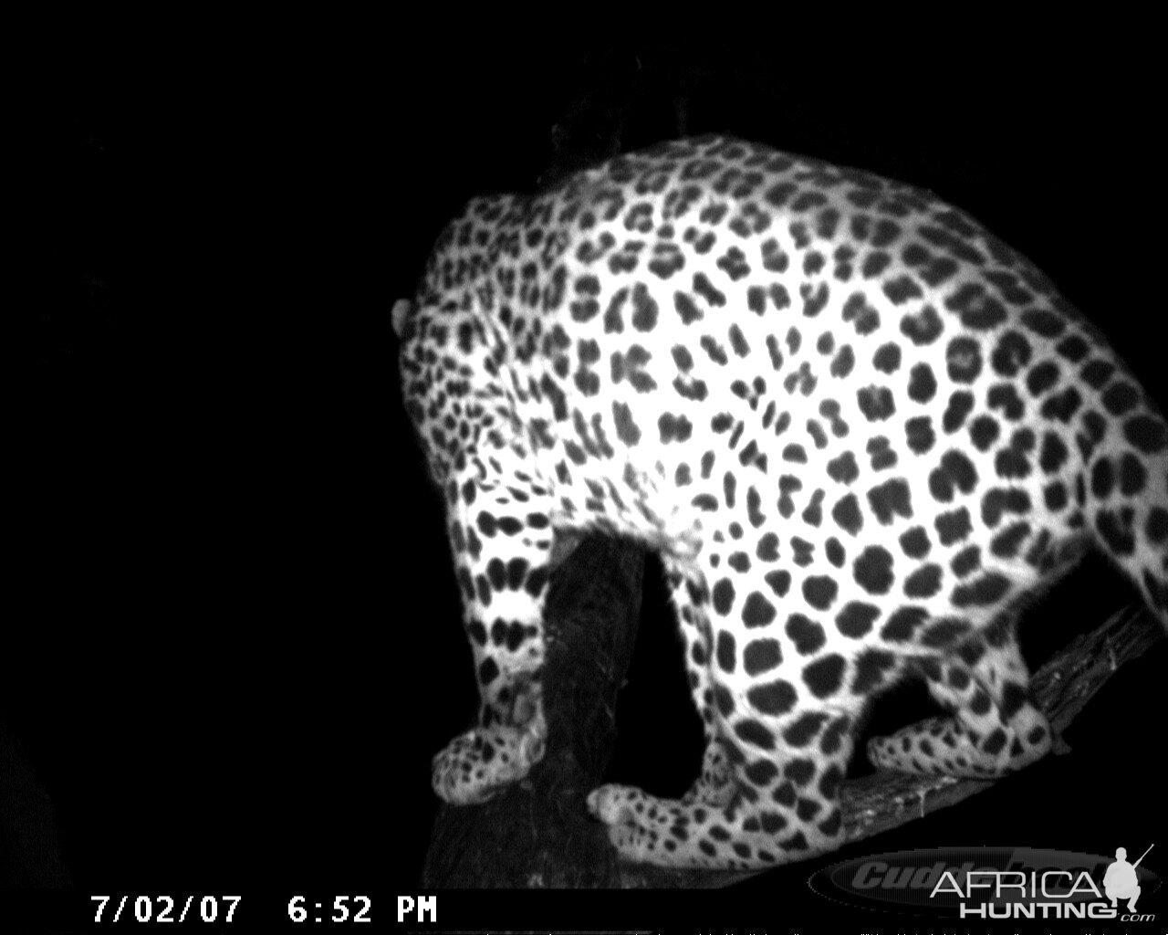 Leopard on Bait in Namibia