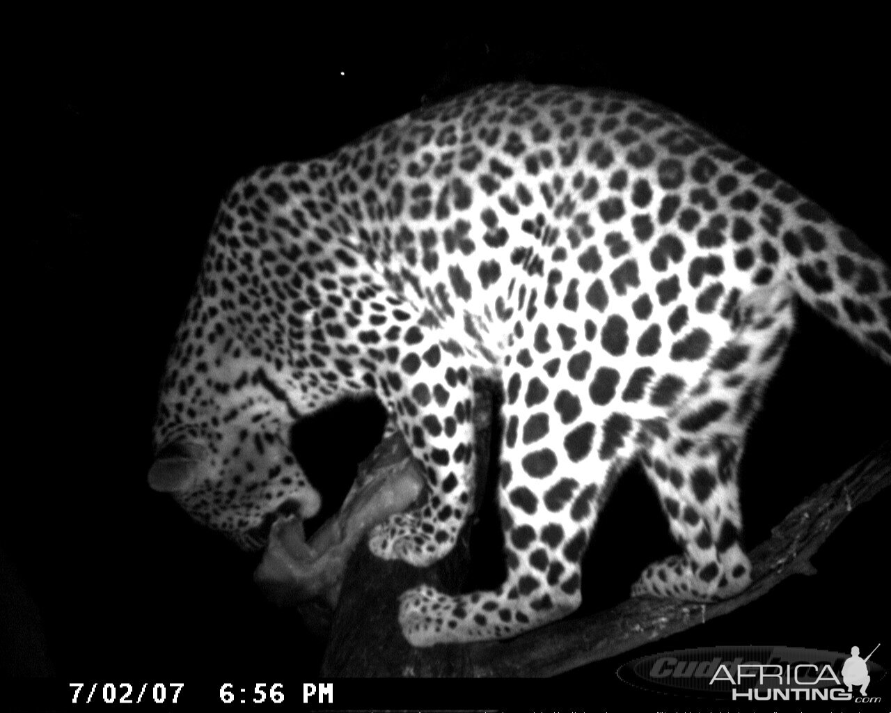 Leopard on Bait in Namibia