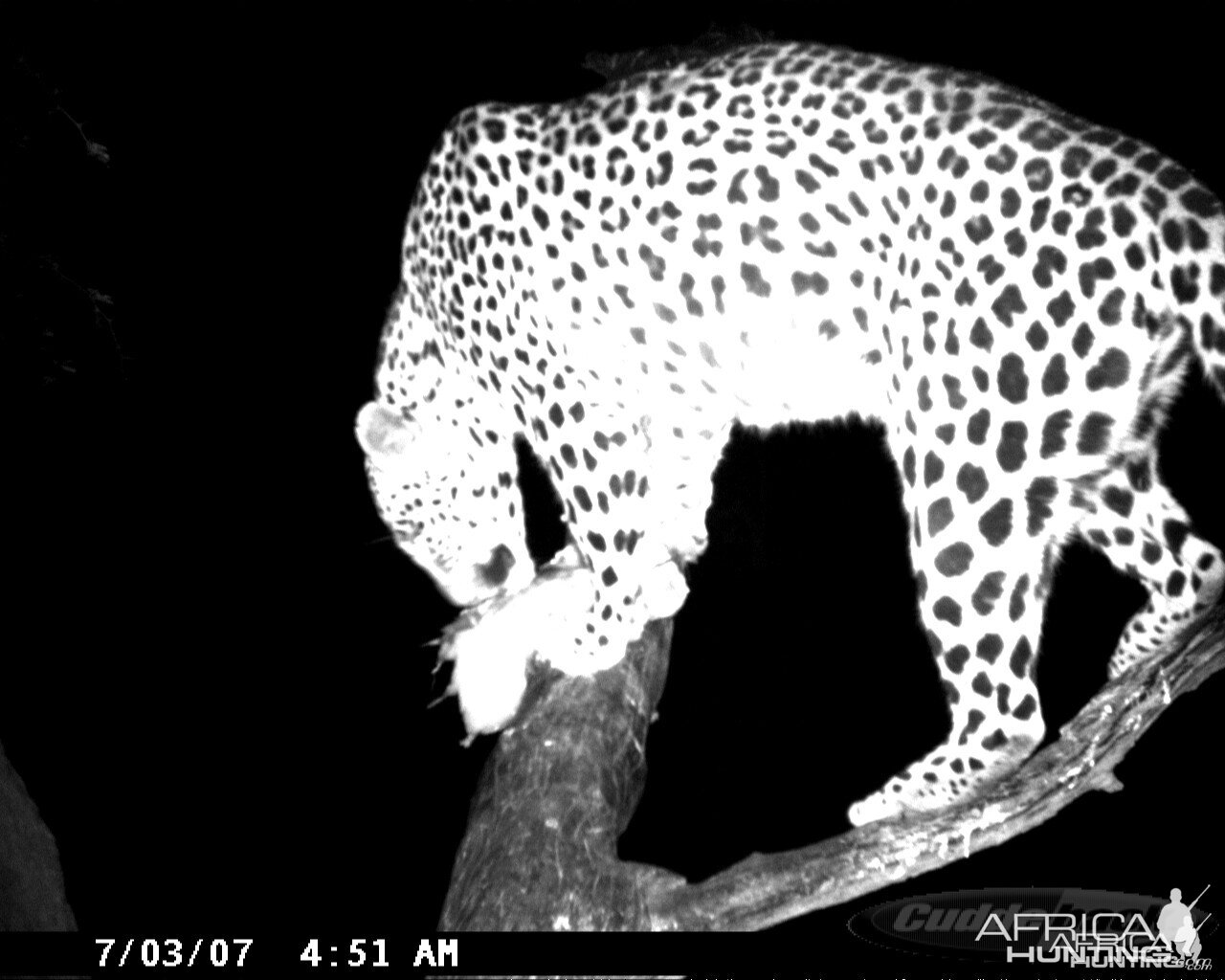 Leopard on Bait in Namibia