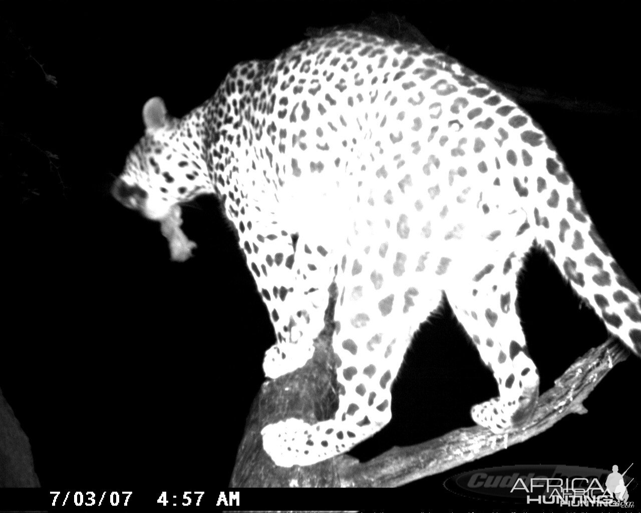 Leopard on Bait in Namibia