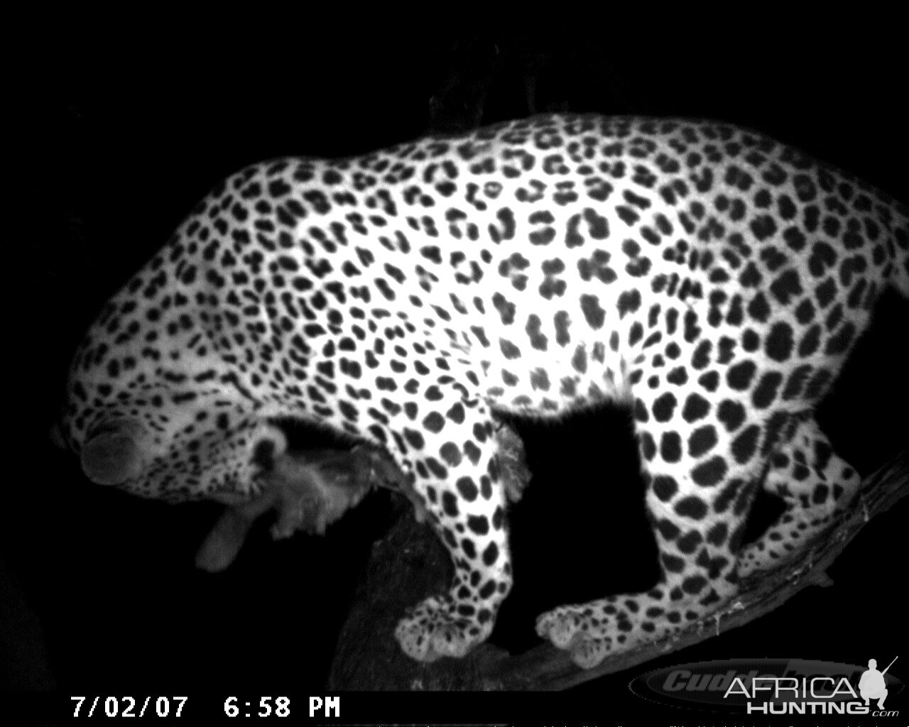 Leopard on Bait in Namibia