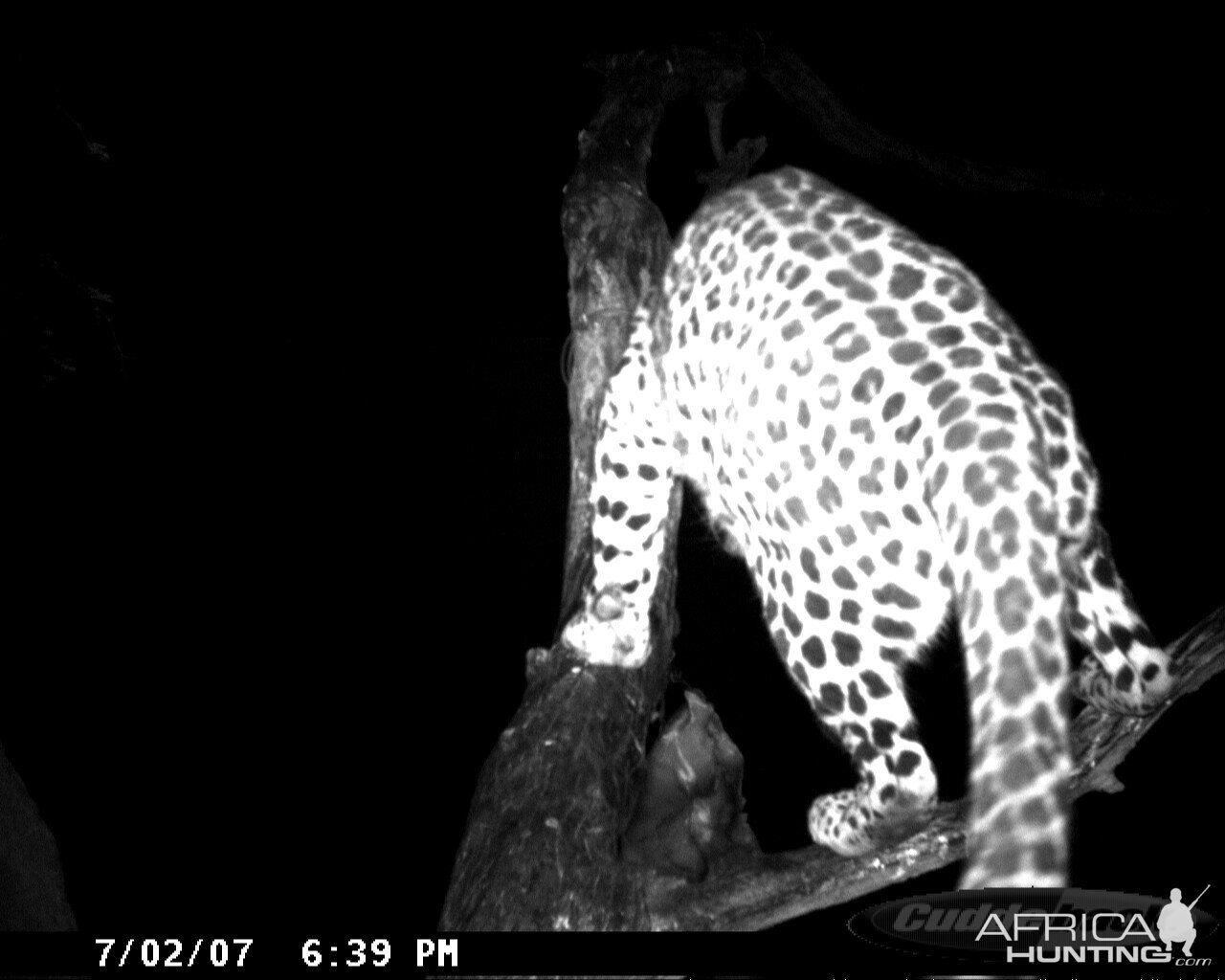 Leopard on Bait in Namibia