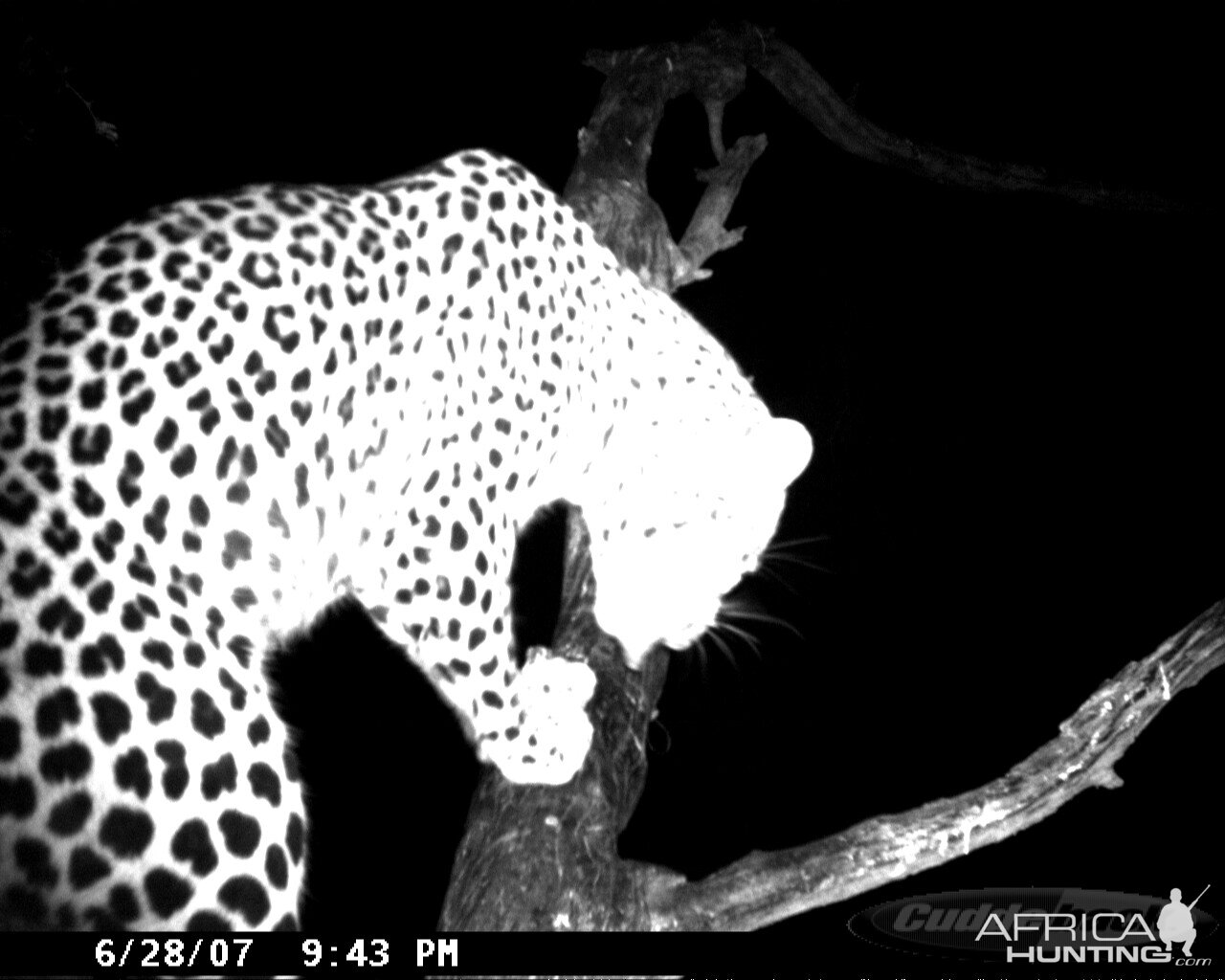 Leopard on Bait in Namibia