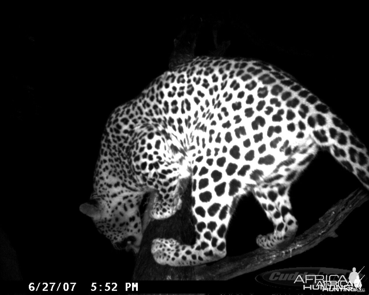 Leopard on Bait in Namibia