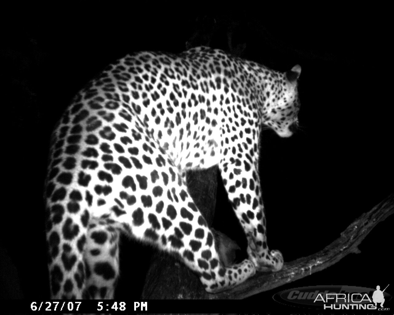 Leopard on Bait in Namibia