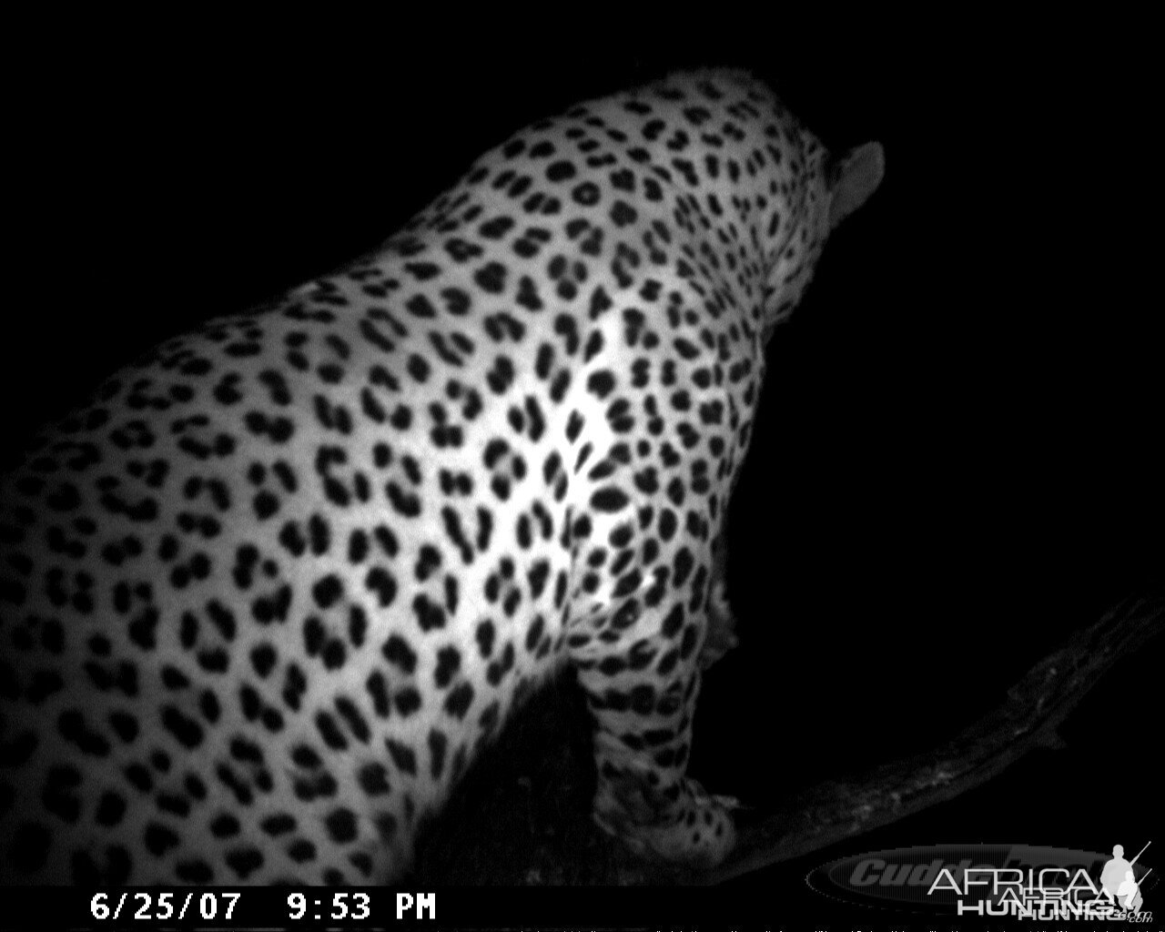 Leopard on Bait in Namibia