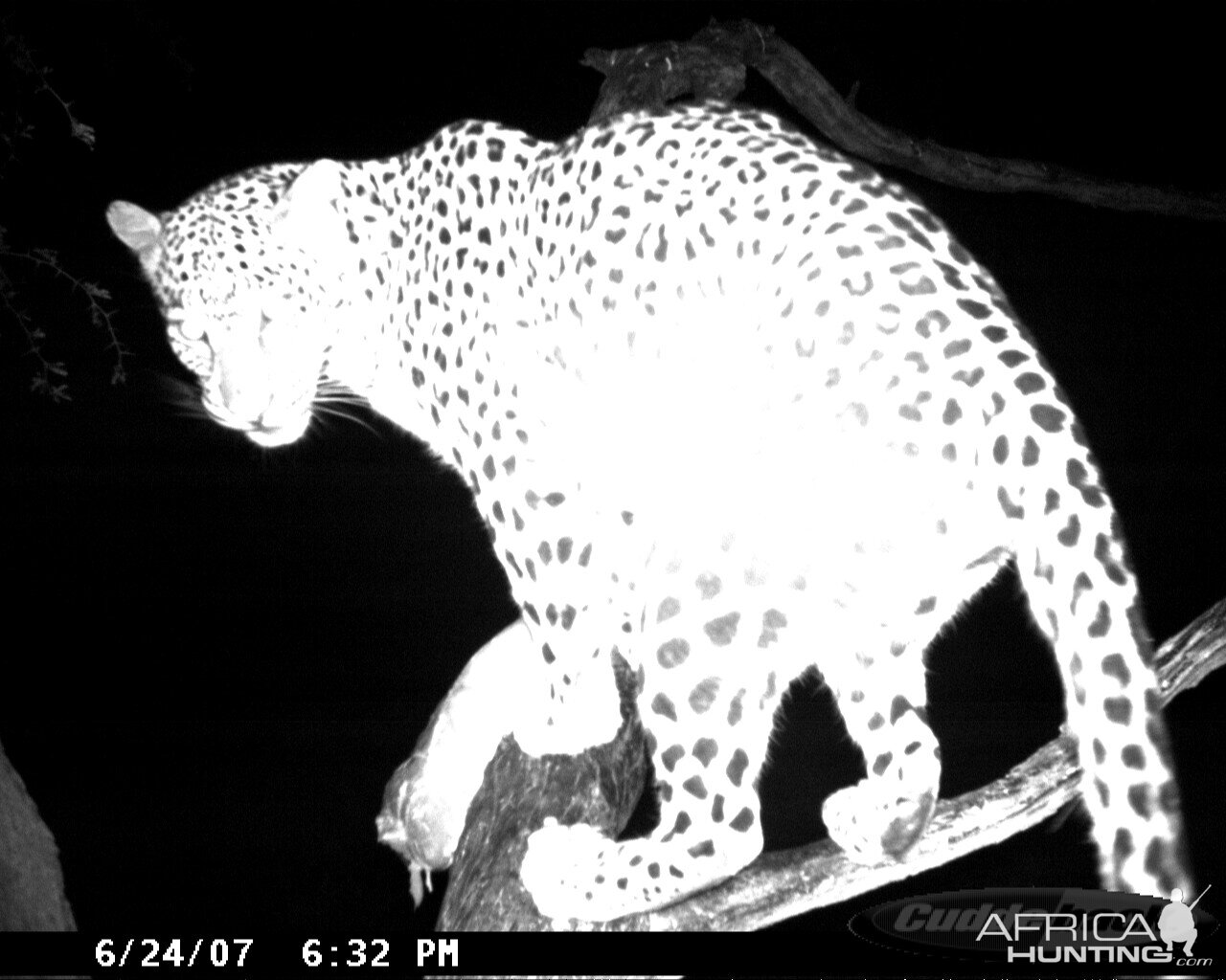 Leopard on Bait in Namibia