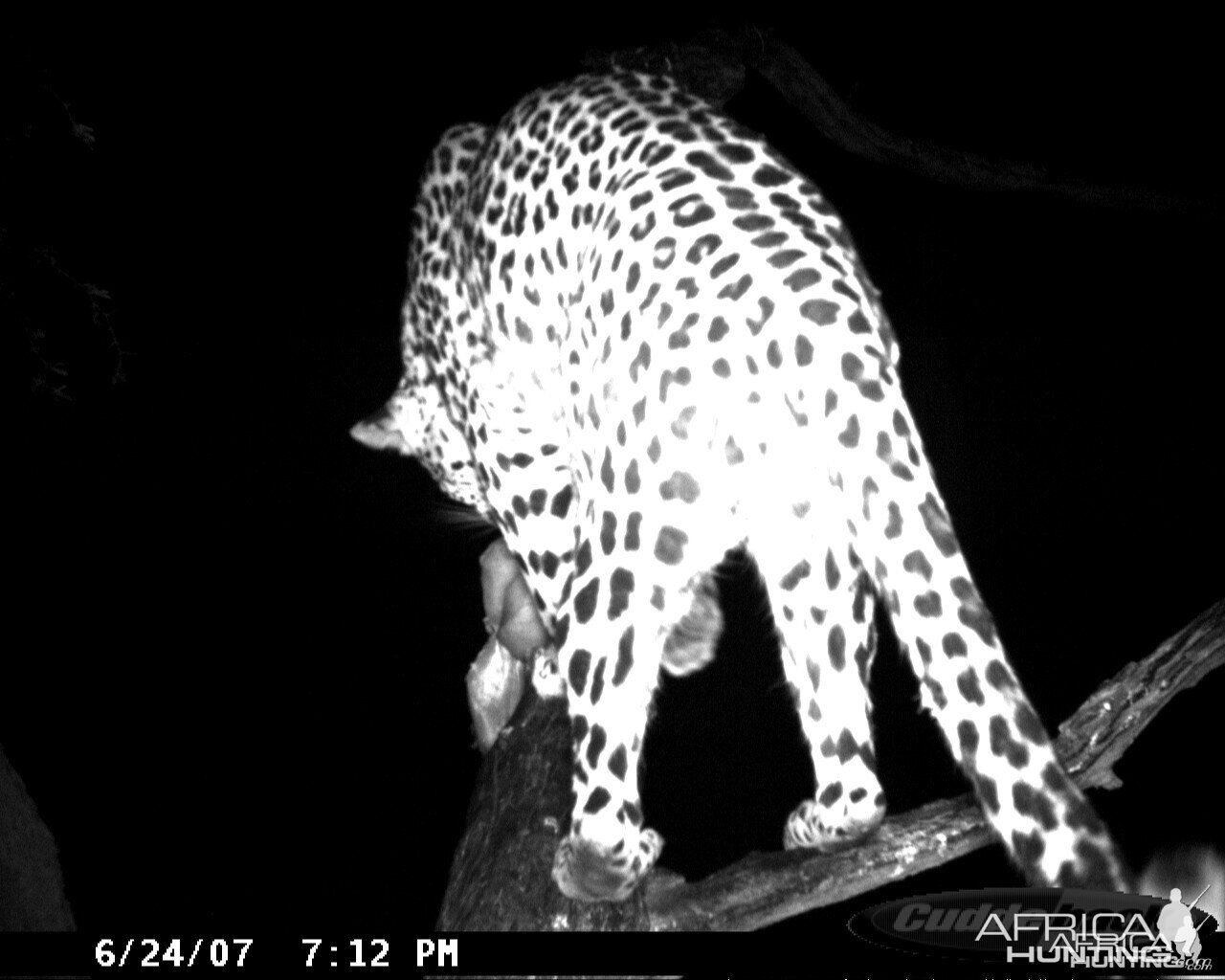 Leopard on Bait in Namibia