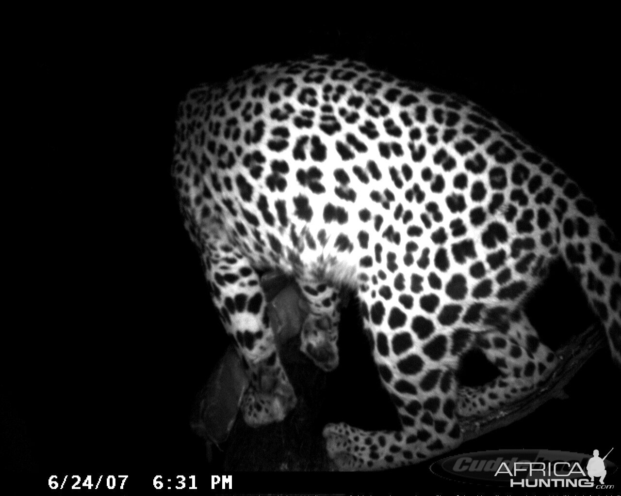 Leopard on Bait in Namibia