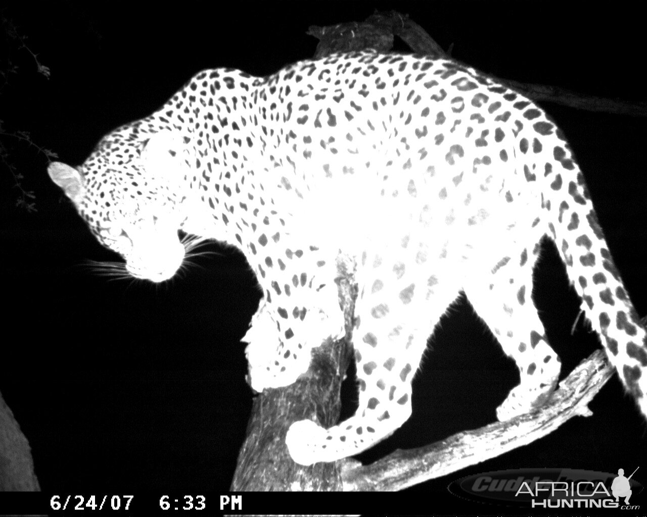 Leopard on Bait in Namibia