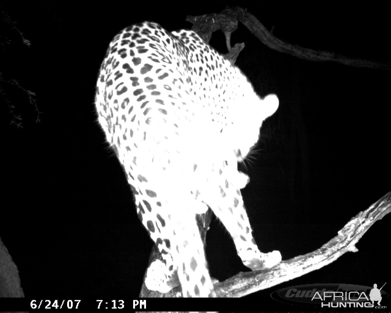 Leopard on Bait in Namibia