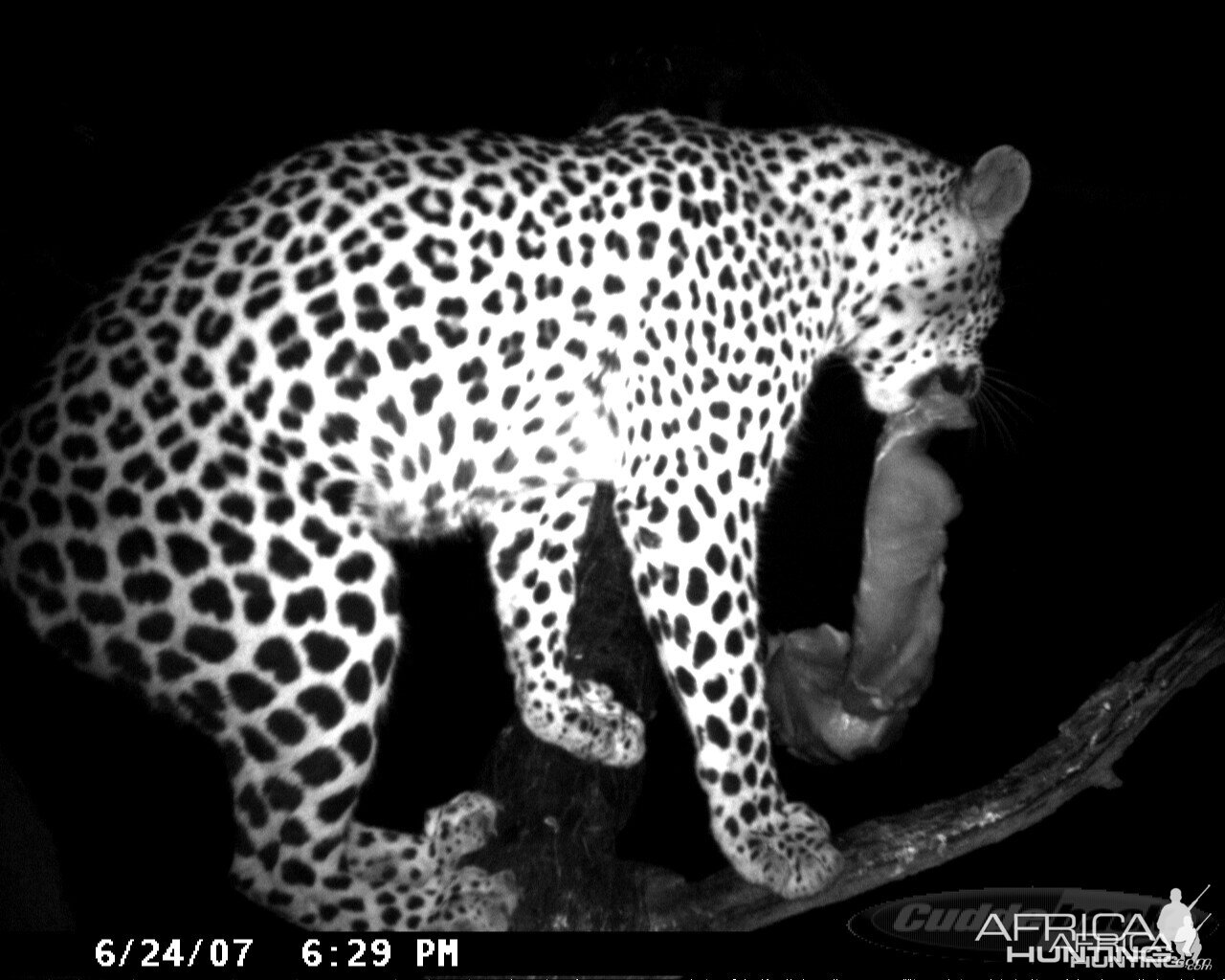 Leopard on Bait in Namibia