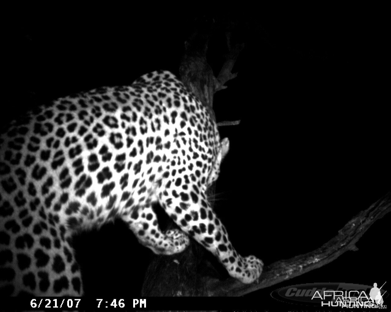 Leopard on Bait in Namibia