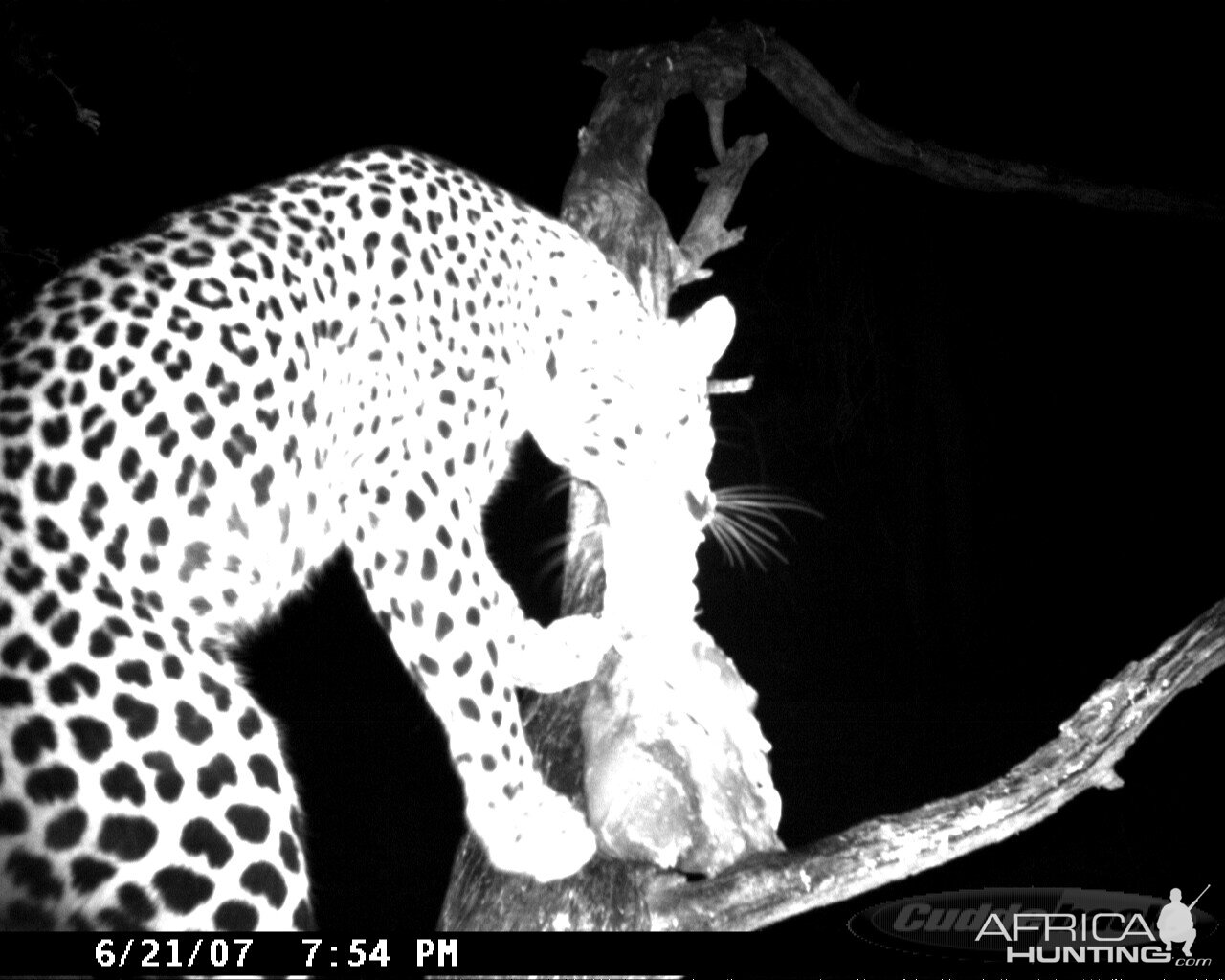 Leopard on Bait in Namibia