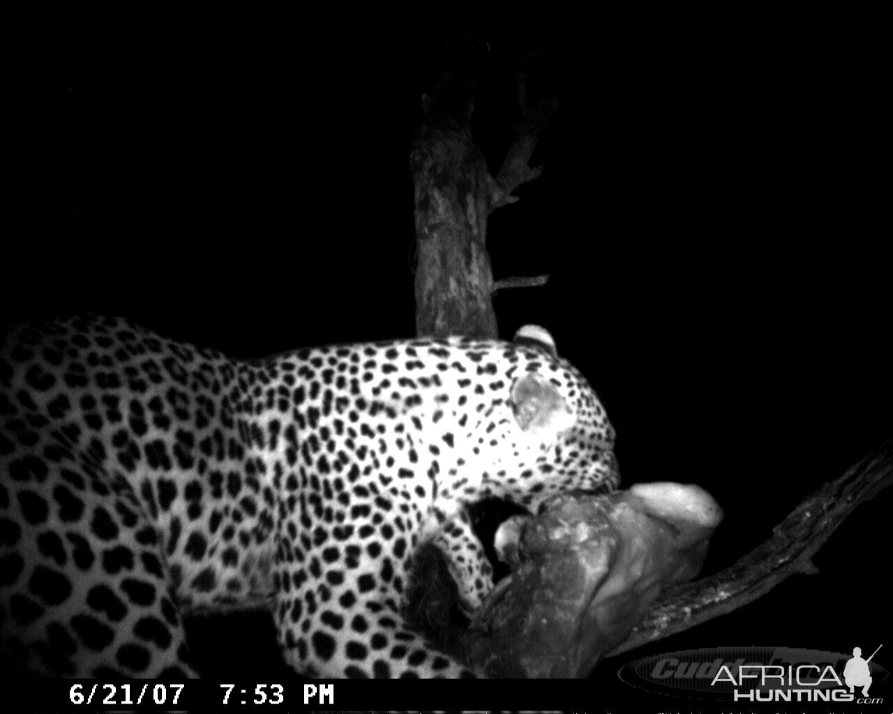 Leopard on Bait in Namibia