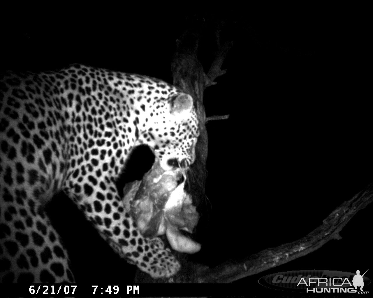 Leopard on Bait in Namibia