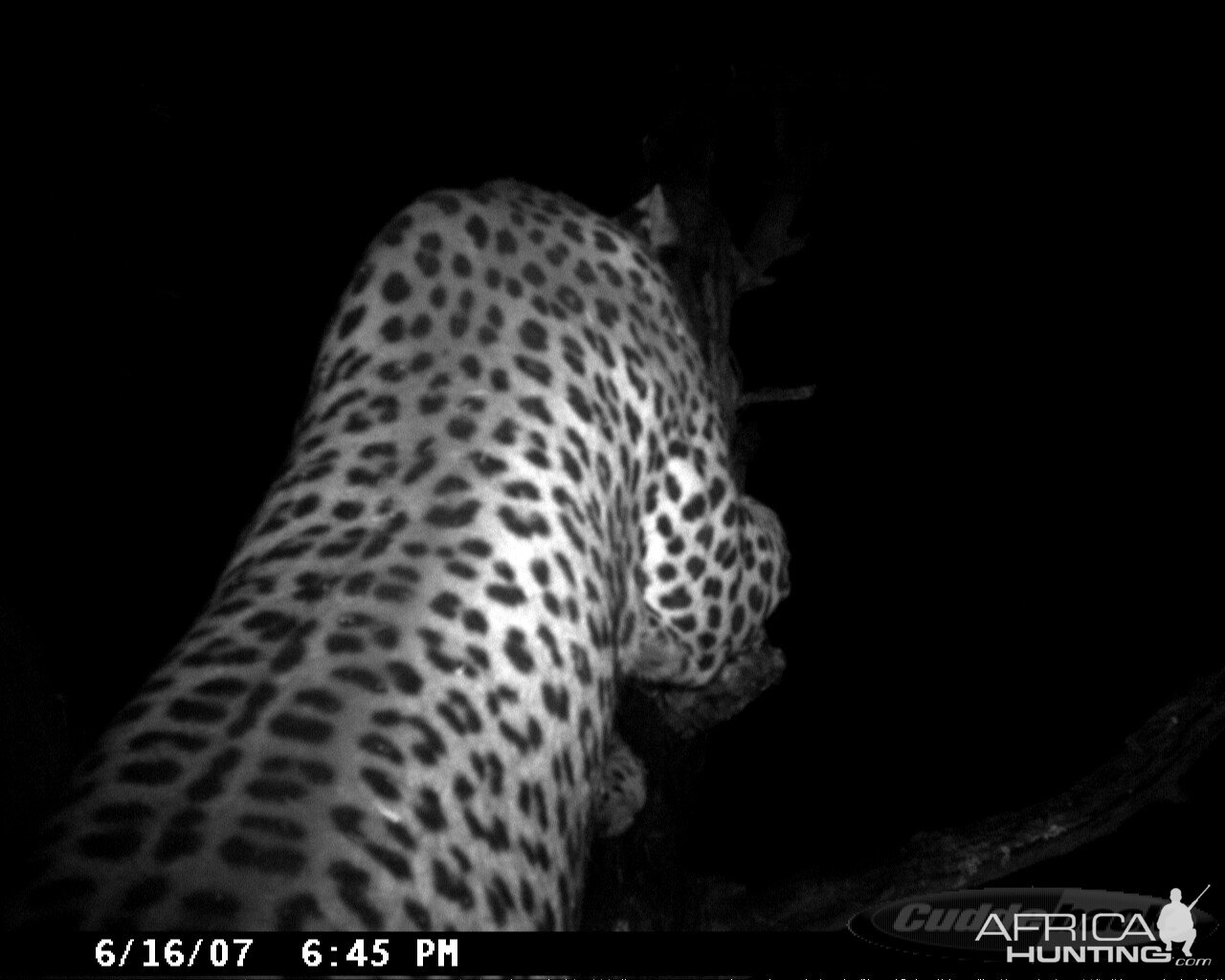 Leopard on Bait in Namibia