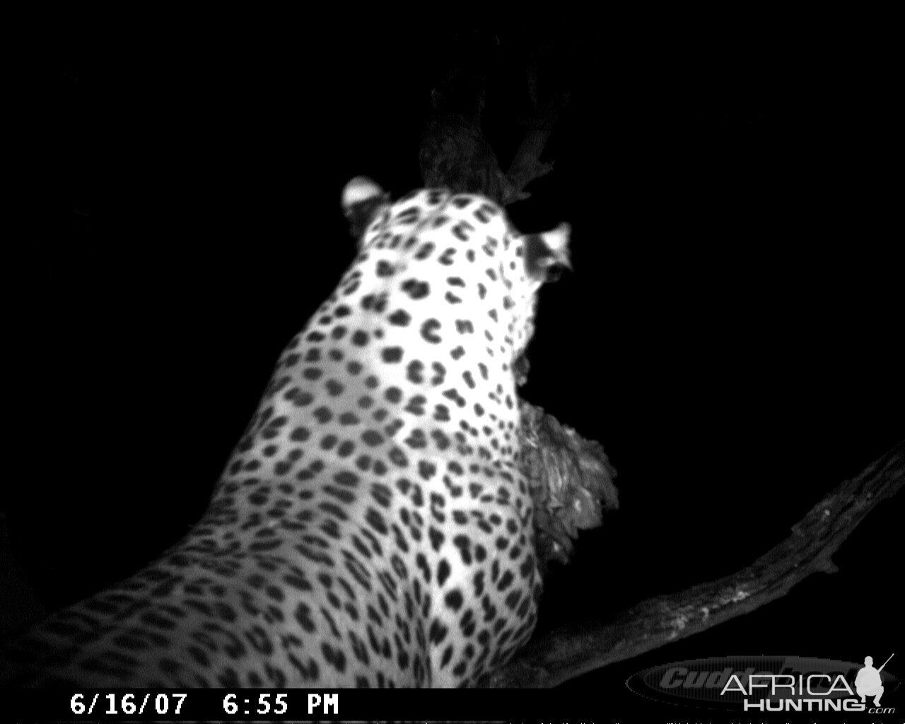 Leopard on Bait in Namibia