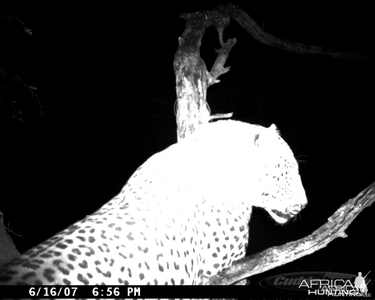 Leopard on Bait in Namibia