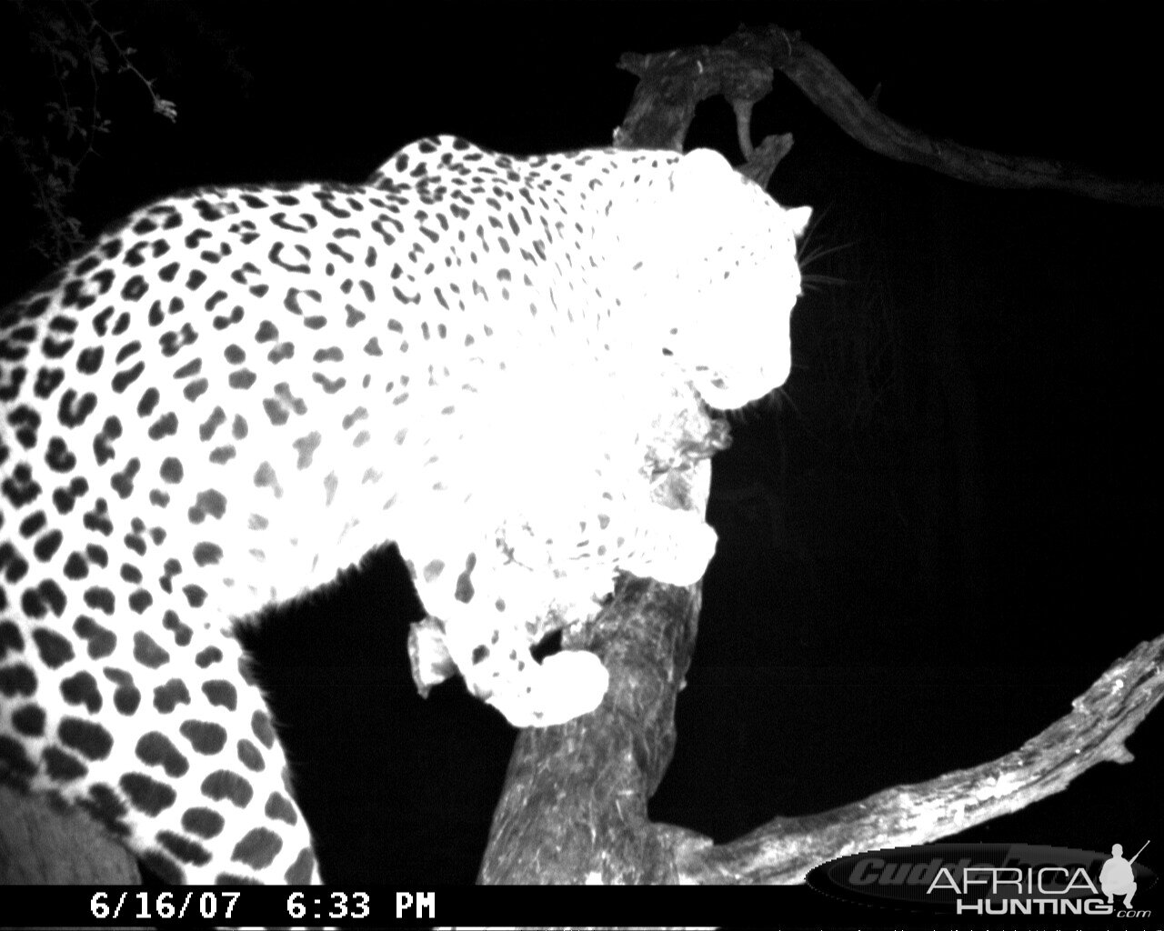 Leopard on Bait in Namibia