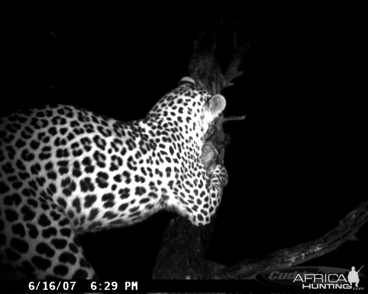 Leopard on Bait in Namibia