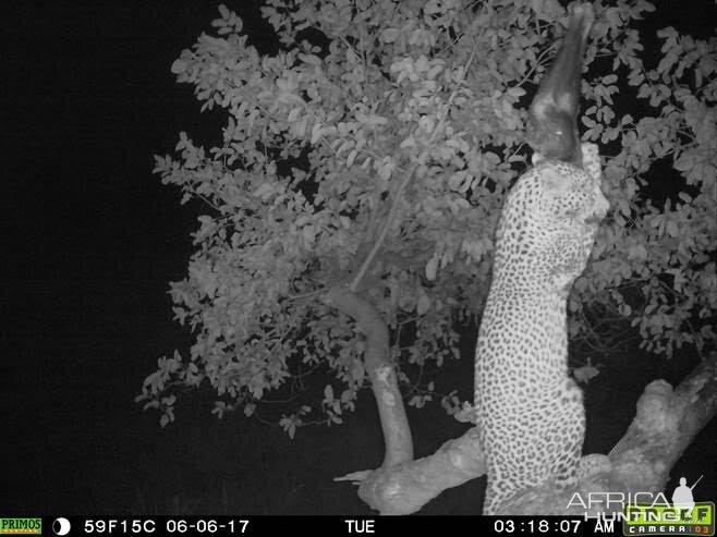 Leopard on bait Namibia