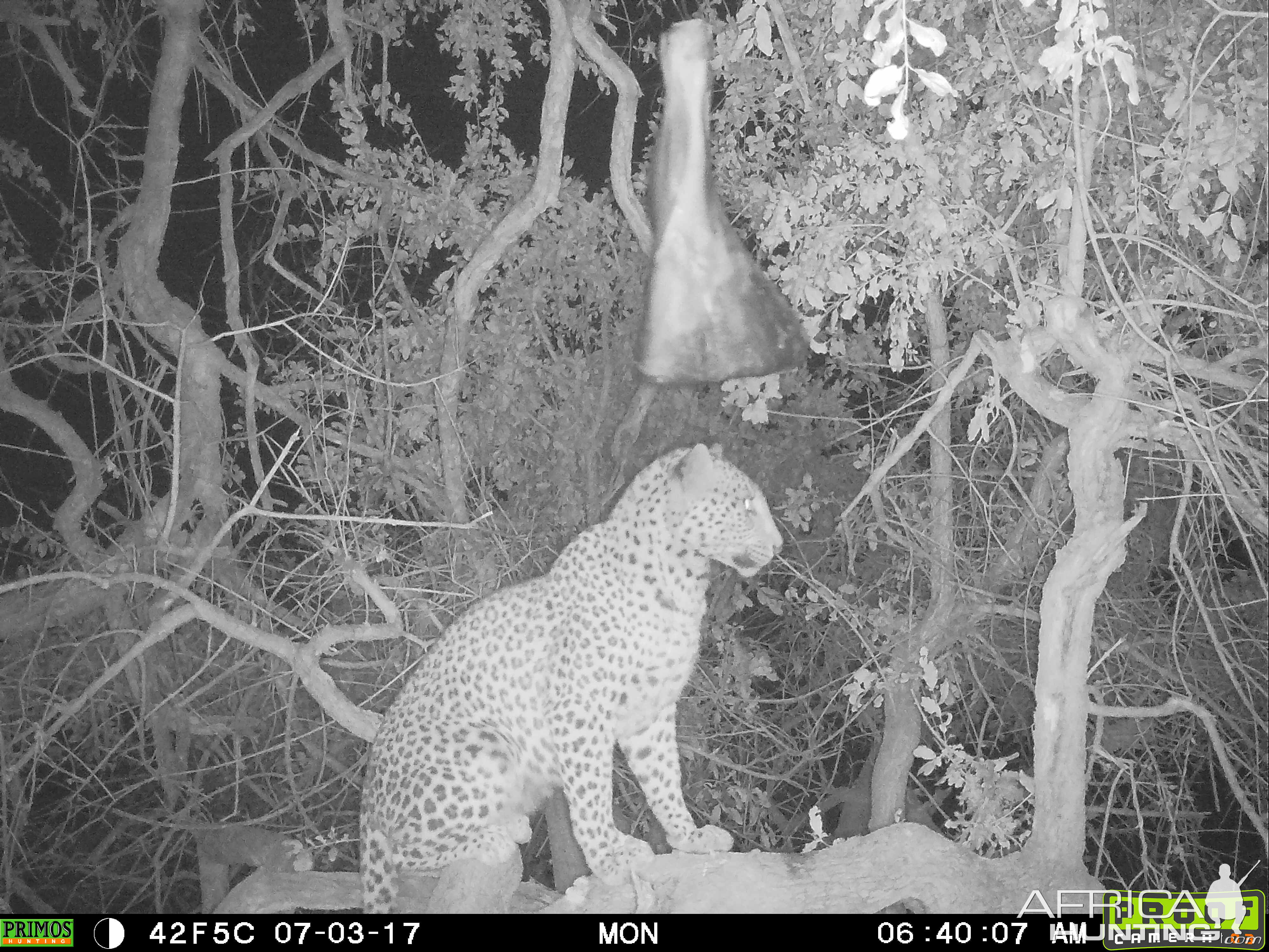 Leopard on bait Namibia