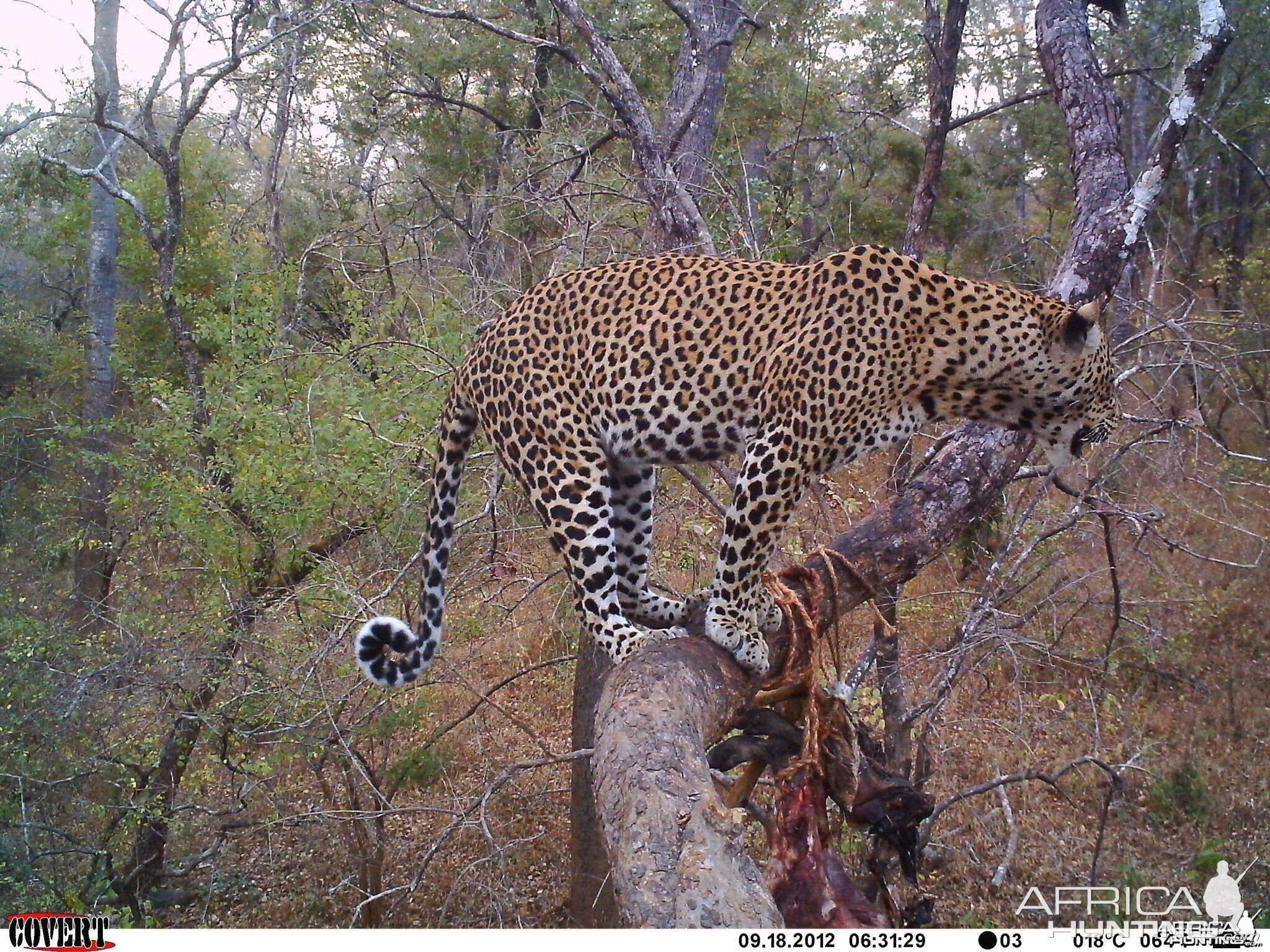 Leopard on bait Tanzania