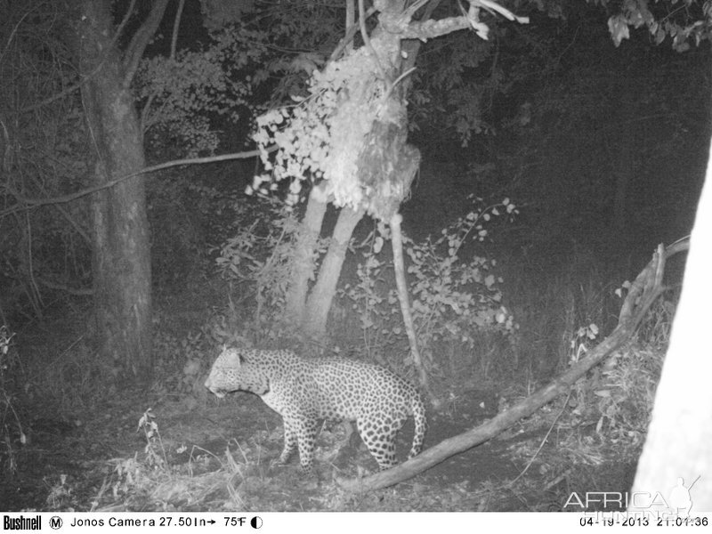 Leopard on bait Zimbabwe