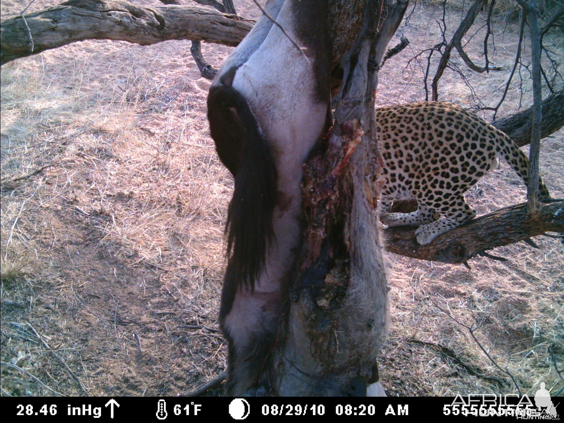 Leopard on bait