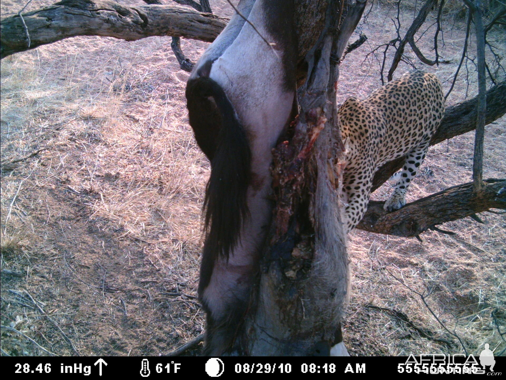 Leopard on bait