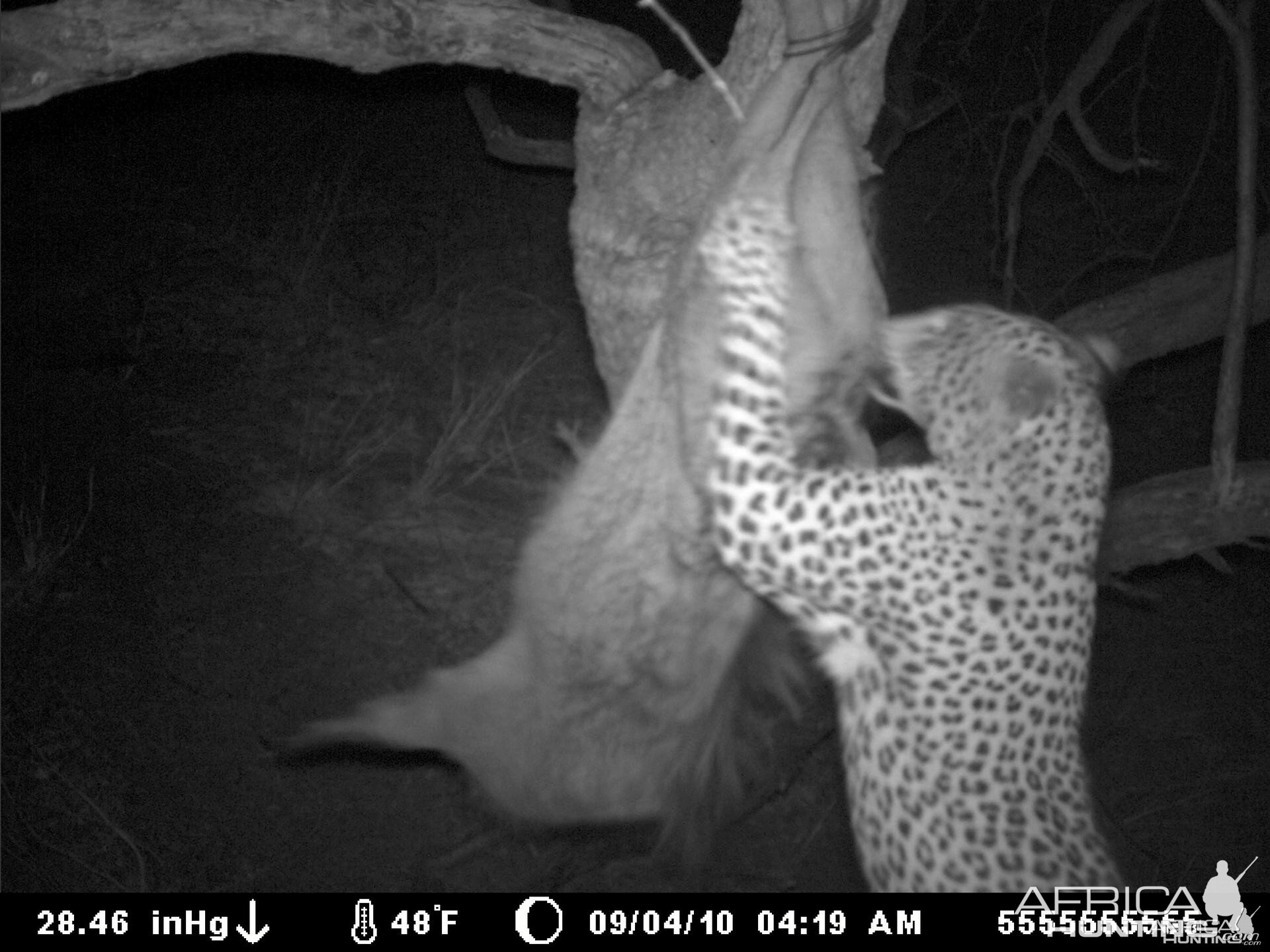 Leopard on bait