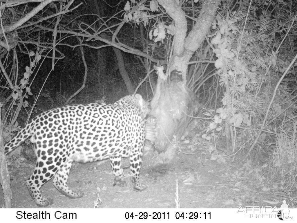 Leopard on bait