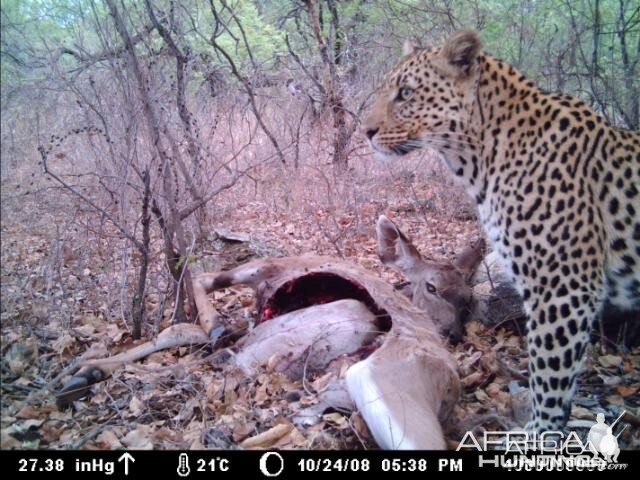 Leopard on Kudu