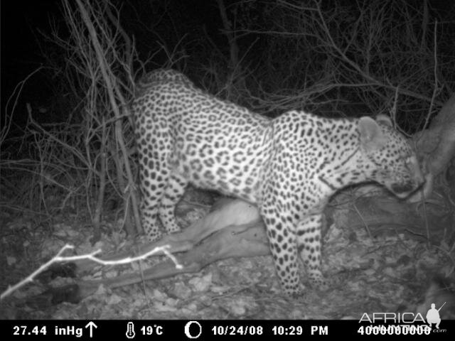 Leopard on Kudu