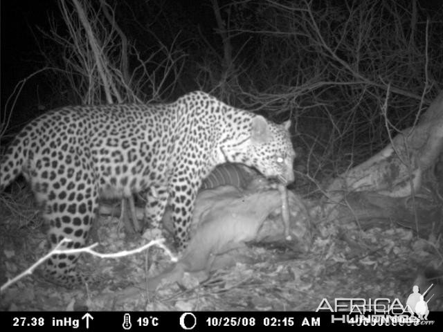 Leopard on Kudu