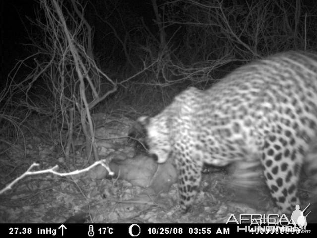 Leopard on Kudu