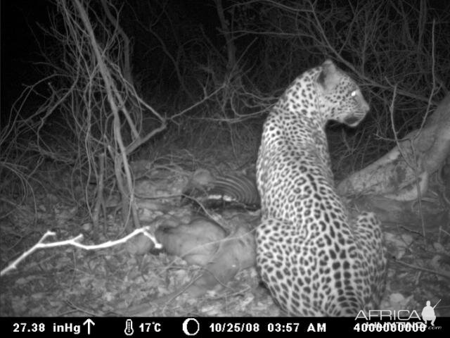 Leopard on Kudu