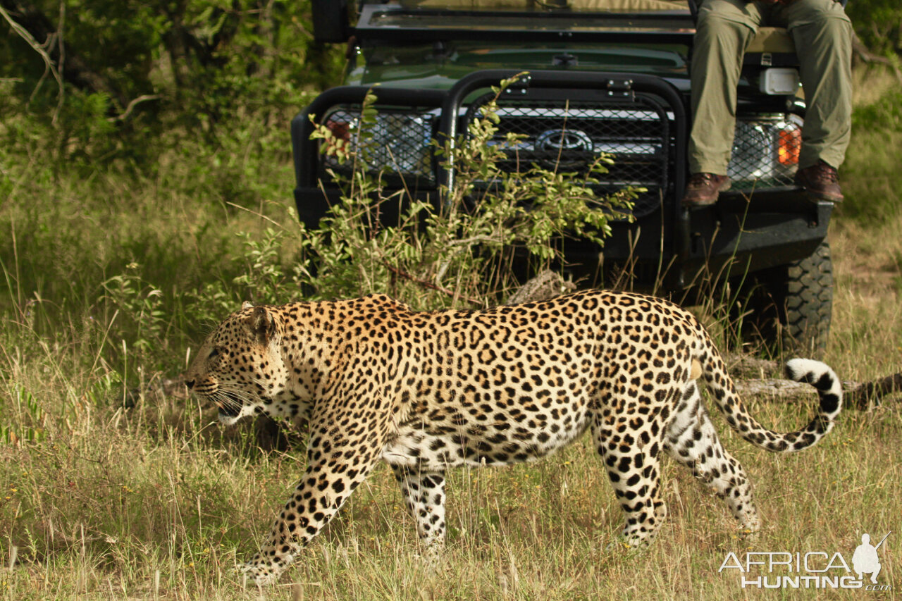 Leopard on Photo Safari in South Africa