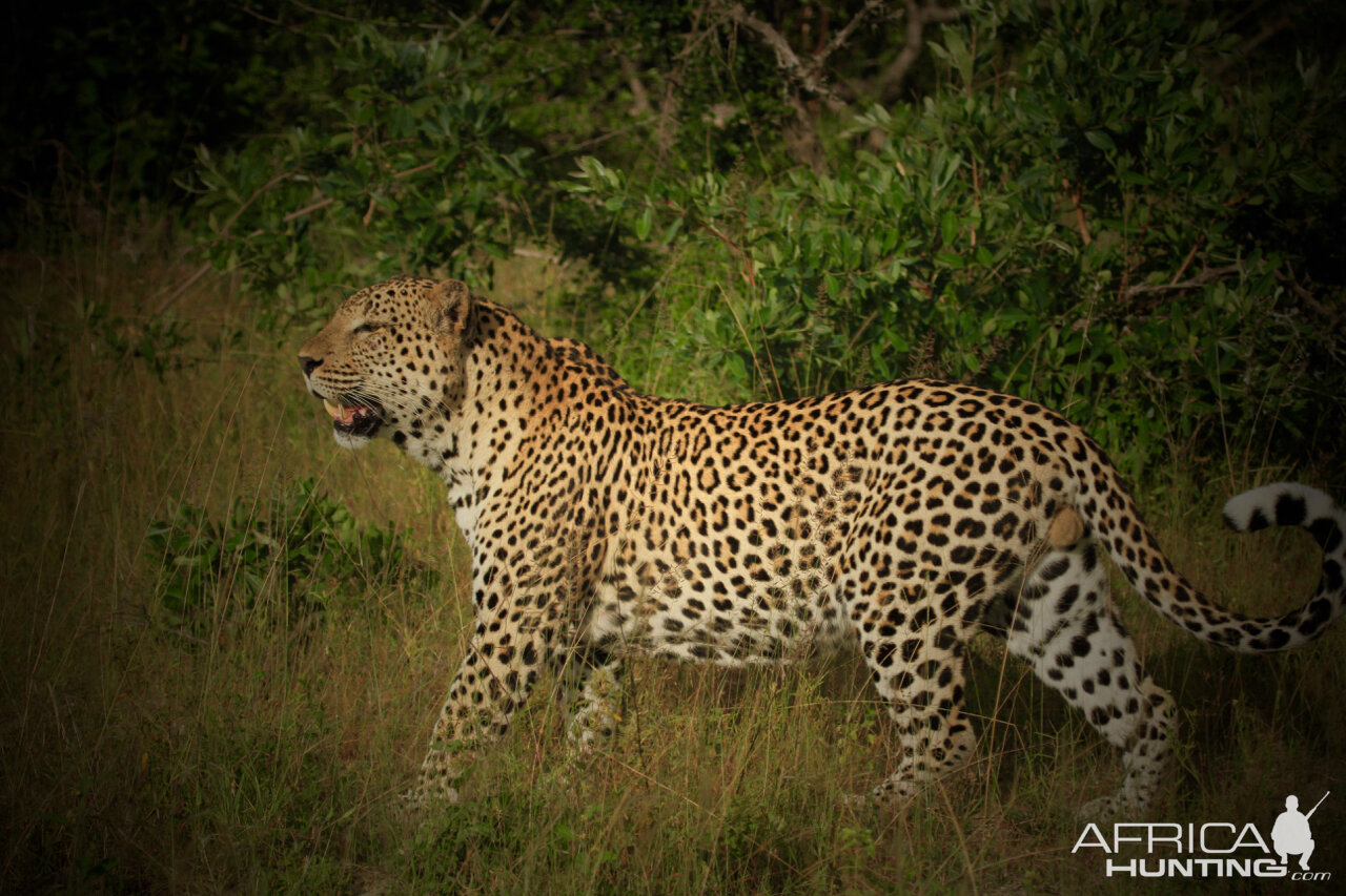 Leopard on Photo Safari in South Africa